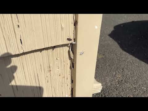Boxelder Bugs Starting to Emerge in Fords, NJ