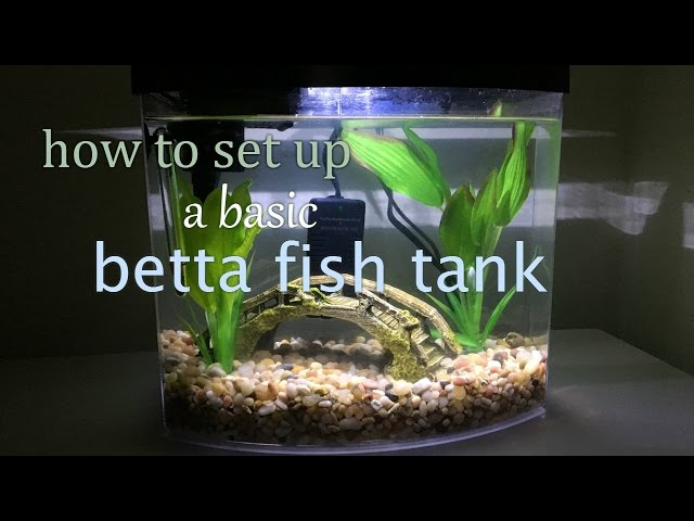 How to set up a Basic Betta Fish Tank