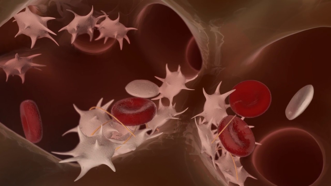 Les éponges Gelatamp Roeko