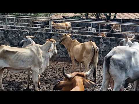 Ambiente en el tiangue de Santa Rosa de Lima, La Unión, El Salvador