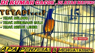 Download lagu IN THE GACOR HOUSE, ON THE MATUNG❗ THIS IS THE CAUSE & HOW TO OVERCOME THE MURAI BATU NOT SOUNDIN... mp3