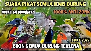 Download lagu Suara Pikat Burcil Ribut Viral 2025 || Suara Pikat Sogon || Suara Pikat Ampuh Anti Zonk Terbaru mp3
