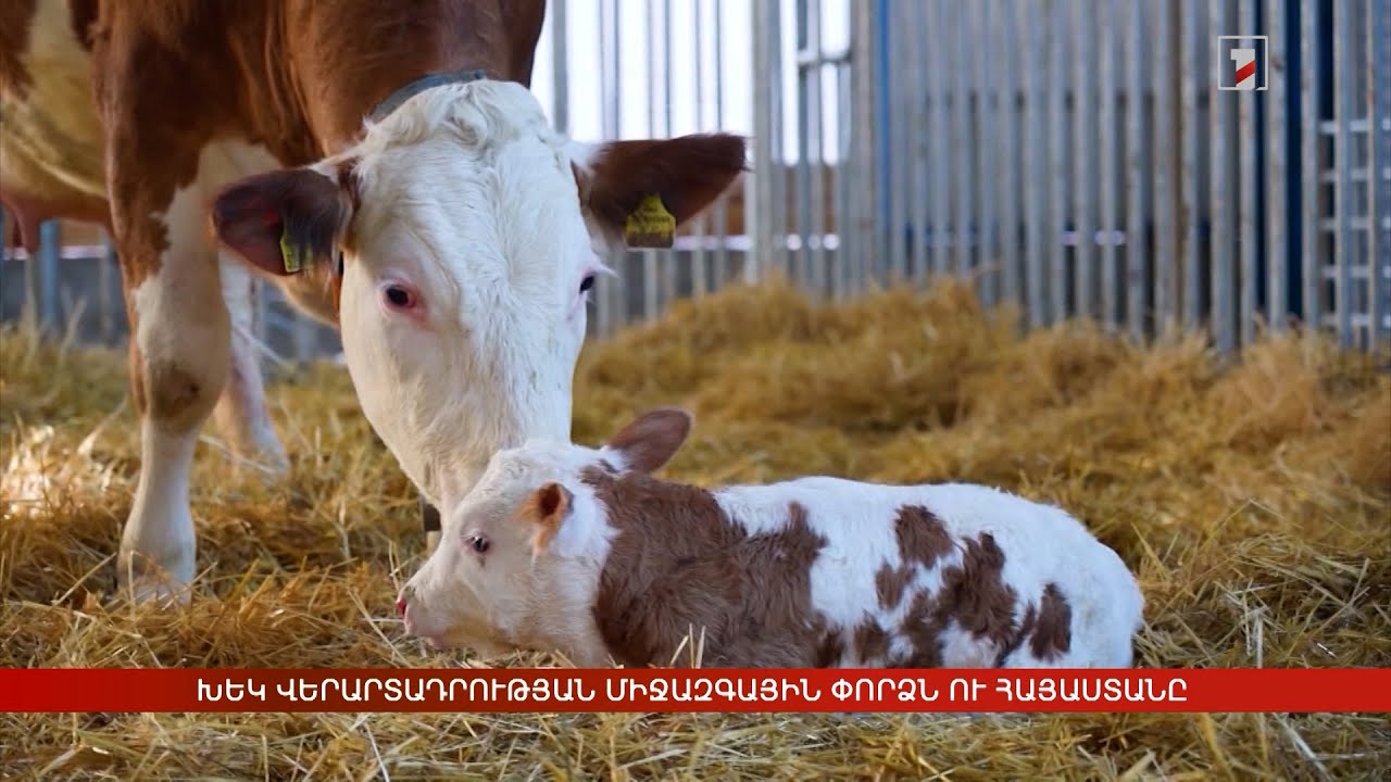 ԽԵԿ վերարտադրության միջազգային փորձը ներկայացվել է Հայաստանում