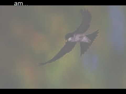 Donna Donna written by Sholom Secunda and Aaron Zeitlin, cover, chords acoustic guitar, lyrics