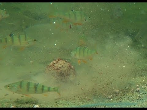 Jak pracuje glina z jokersem - wielkie zamieszanie!