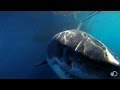 One of the Biggest Great Whites Ever Filmed | Jaws Strikes Back