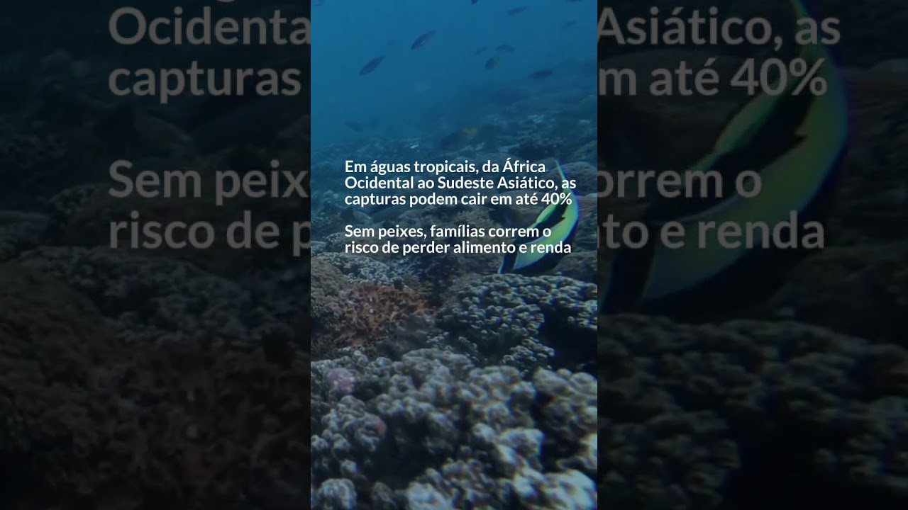 O clima afeta a migração dos #peixes? 🐠