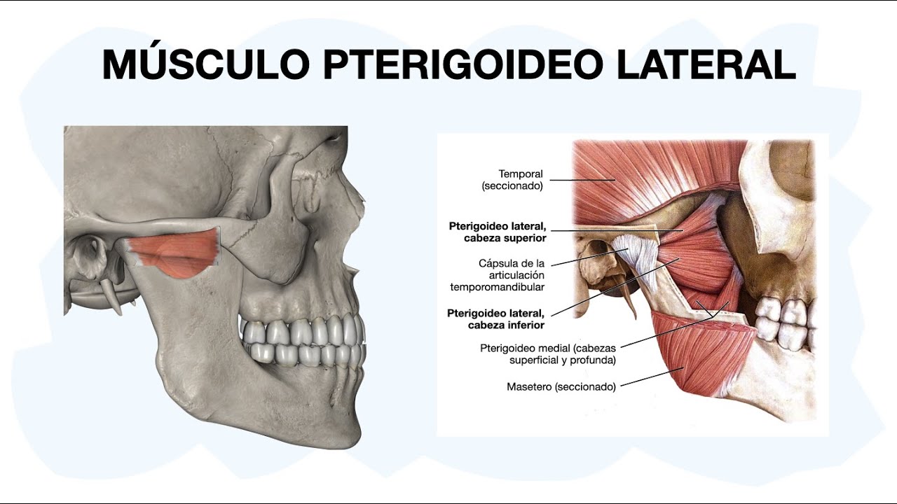 MÚSCULO PTERIGOIDEO LATERAL - EXTERNO ✅ Anatomía