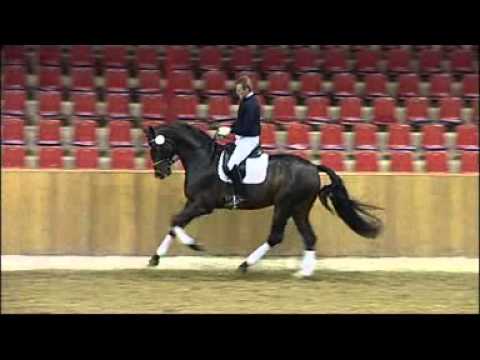 Sir Donnerhall II at the 2011 Vechta Elite Auction