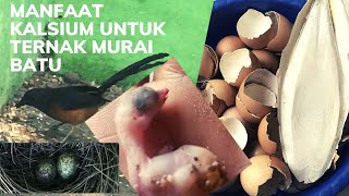 Download lagu 💥Manfaat kalsium untuk beternak burrung murai batu mp3