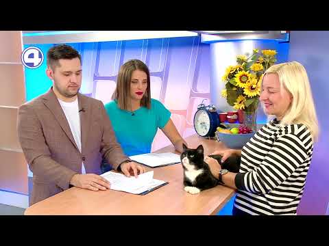 Кот Саурон ищет хозяев