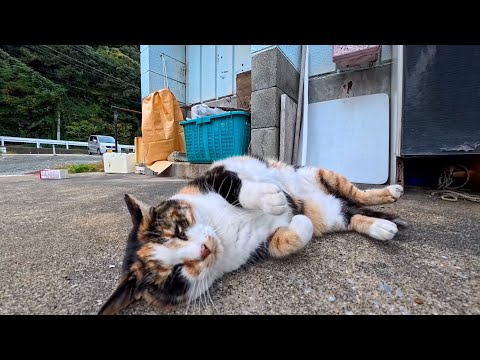 youtube-動物記事1970/01/01 09:00:00