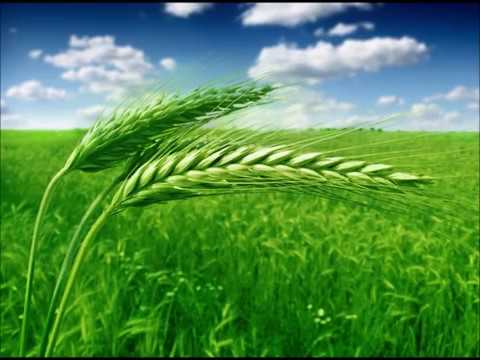 Now the Green Blade Rises - #175 - SDA Hymnal