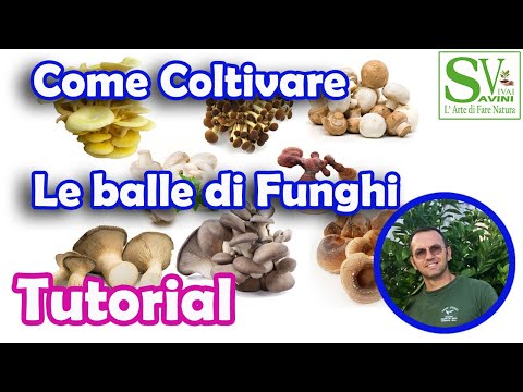 Come Coltivare i funghi in casa coltivati di diverse tipologie