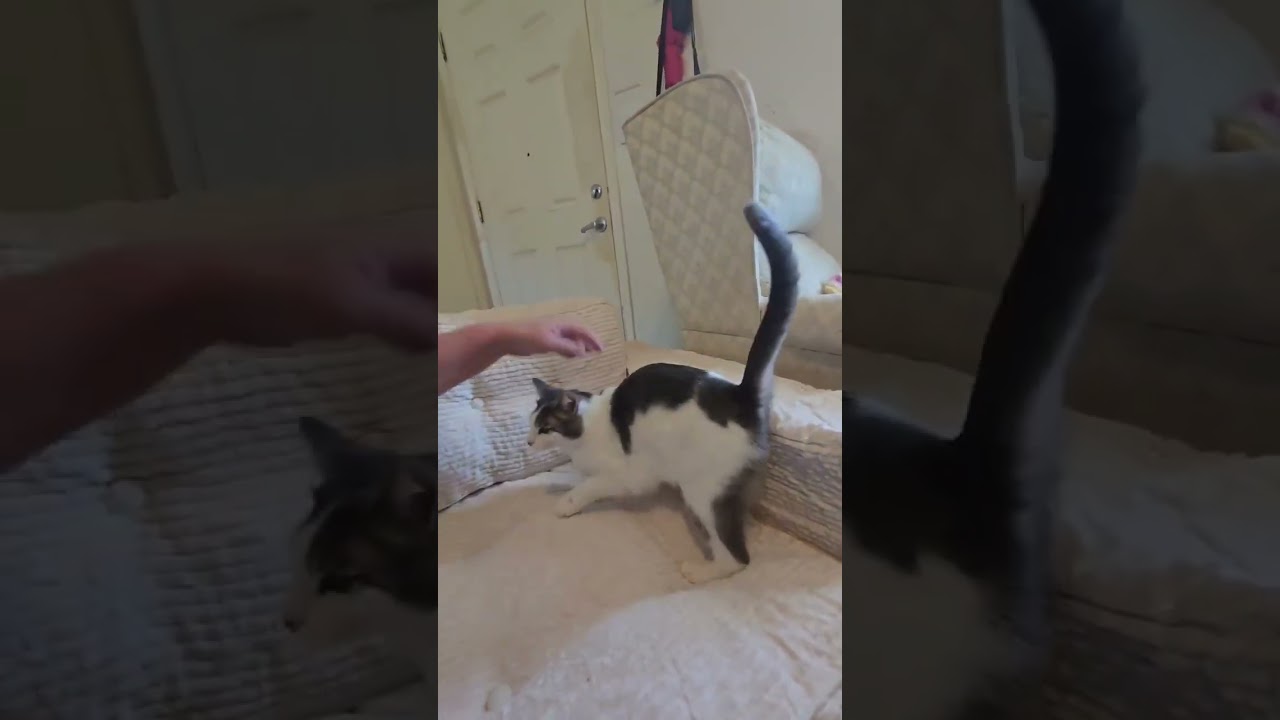 Enlarge Rose, a Adoptable Domestic Short Hair in Bellevue, WA video 4/6