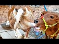 Cow Milk Feeding Goat Big Calf Drinking Milk Nikka Haji