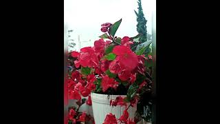 Download lagu Iklim - di pintu mahligai ( story WA) status WA mp3 Download lagu Iklim - di pintu mahligai ( story WA) status WA mp3