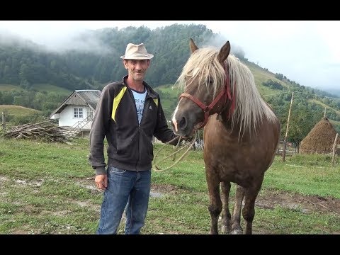 Iapa lui Nicusor de la Abrud, Alba - 2018