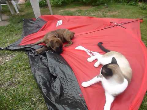 download lagu mp3 mp4 Bb Louche, download lagu Bb Louche gratis, unduh video klip Bb Louche