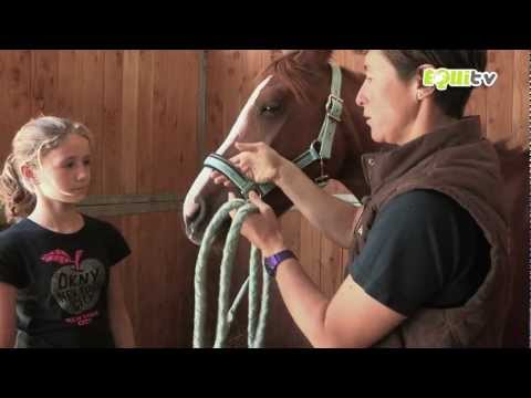 Comment aborder un cheval et mettre un licol !!!