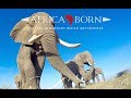 Safaris With Africa Born Playing With Elephants And A Gopro