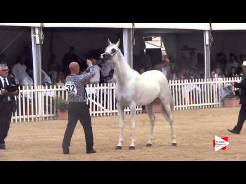 N.32 NESJ EL DAIKHIMA - Menton 2015 - Fillies 2 year old (Class 2A)