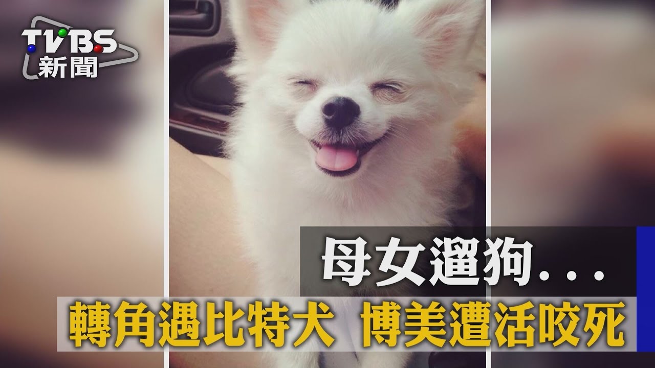 女遛狗…轉角遇比特犬 博美遭活咬死