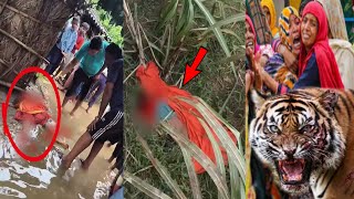 Alert⚠️ Maneater tiger kills 35-year-old woman.😭
