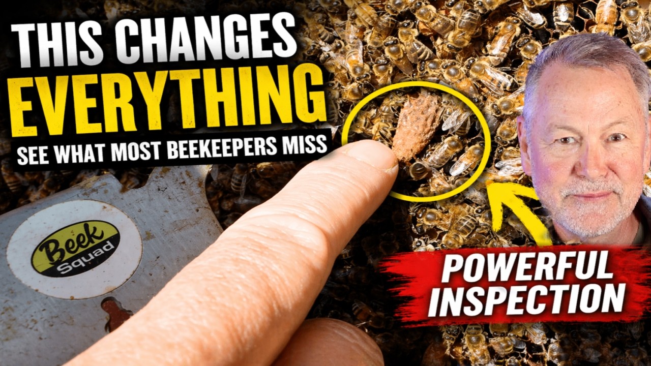 Beekeeping: The One Inspection That Changes Everything