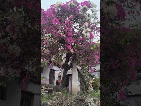 Un arbusto de flor de Napoleón,contrasta con una humilde vivienda en Yuscarán, El Paraíso, Honduras