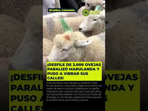 Marulanda se llenó de ovejas en su desfile más loco #shorts #youtubeshorts