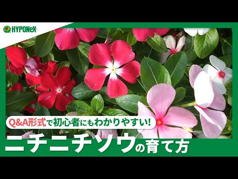園芸 唖者の杖、聾唖者の植物