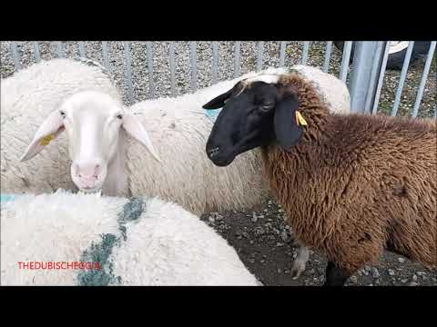 LE PECORE ALLA FIERA DI S. LUCA A DEMONTE (CN) DOM. 11 - 10 - 2020.