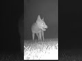 Fox at Night