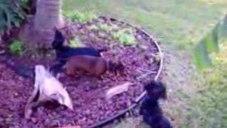 Dachshunds after squirrel