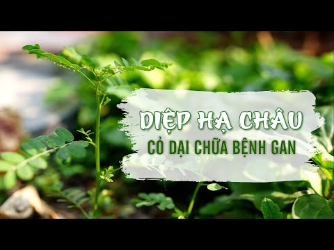 Tinh hoa Thuốc Nam: Diệp Hạ Châu - Cỏ dại chữa bệnh gan| VTV4