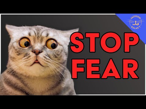 Is Your Cat AFRAID of Everyday Things?