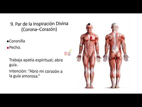 32 PARES BIOMAGNETICOS