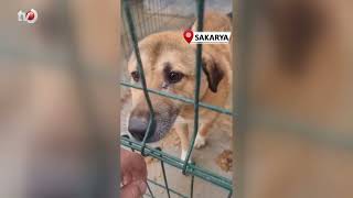 İki İlçedeki Barınak Görüntülerine İlişkin Açıklama