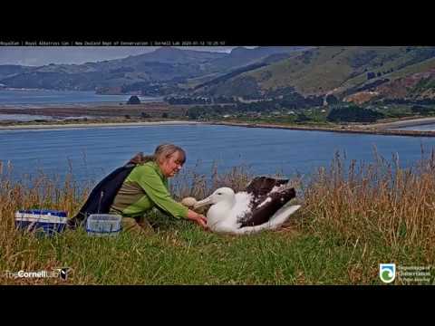 Rangers Candle The Royal Albatross Egg at the #RoyalCam Nest | NZ Dept of Conservation | Cornell Lab