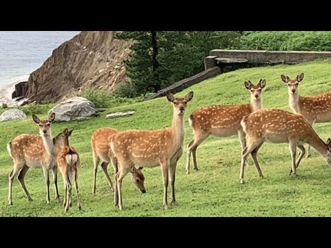 WEBオープンキャンパス（①生物科学科_学科説明）