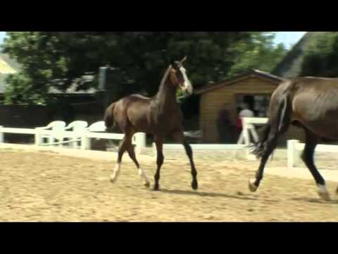 Hengstfohlen v. Chin Champ - Cassini I