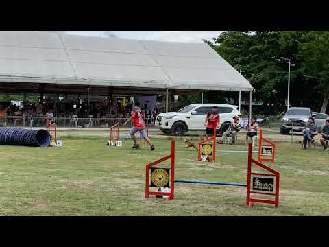 DOG AGILITY - Mini Pinscher