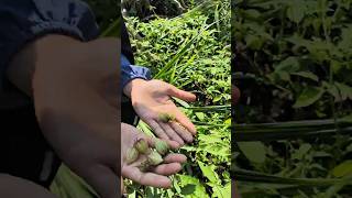 Download lagu panen buah ciplukan di pinggir jalan 😍 #ciplukan #vlog #shorts mp3