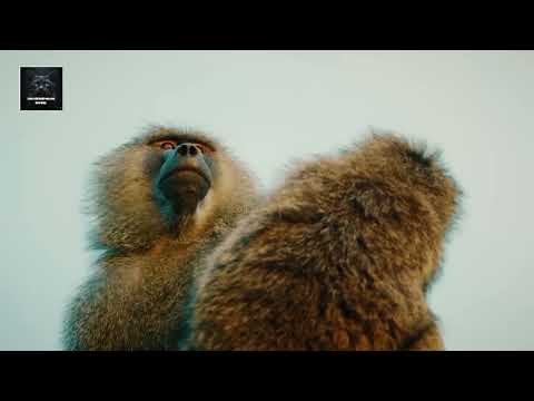SAVANNÉE SAUVAGE : L'ASCENSION D'UNE TROUPE DE BABOUINS CONTRE LES LIONS 