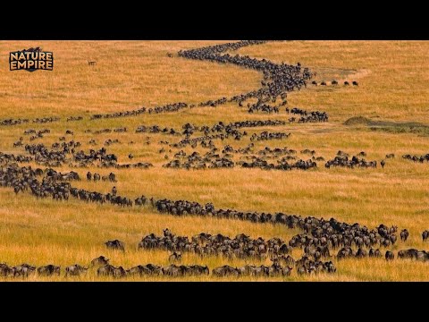 EPOKOWE MIGRACJE | Najbardziej Ekstremalne Wędrówki Afrykańskiej Sawanny (Pełny Film Dokumentalny)