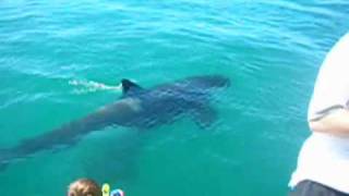 Swimming with Orcas