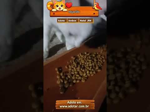 Vídeo de Algodão 