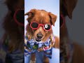 Cute Dog Merry Christmas Happy New Year Shorts