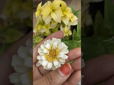 #shorts beautiful flowers in my garden